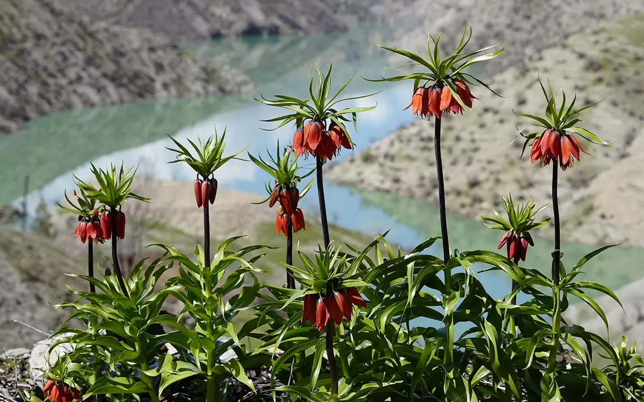 Şırnak'ta 'Ağlayan Gelinler' doğayı güzelleştirdi 7