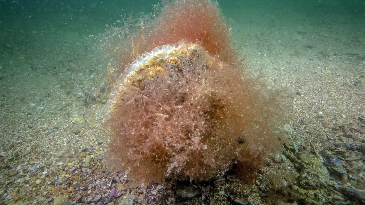 Tuzla sahilinde bilim dünyasını heyecanlandıran keşif! Sanayinin gölgesinde 'mucize' ekosistem 8