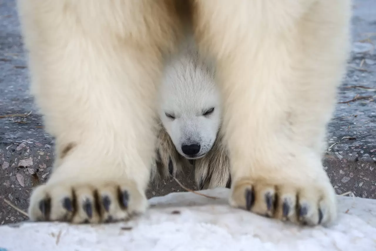 Kutup ayısı yavrusu dünyaya geldi 2