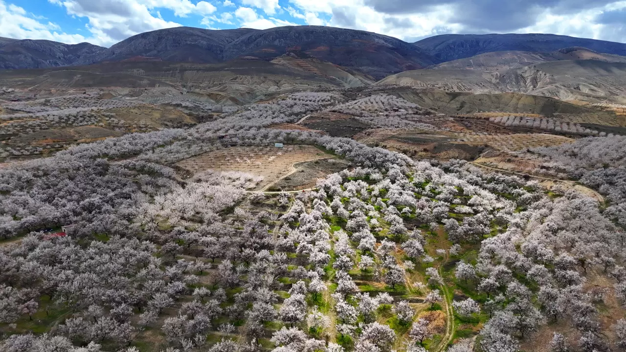 Malatya beyaza büründü: 2 milyon kayısı ağacı aynı anda çiçek açtı! 6