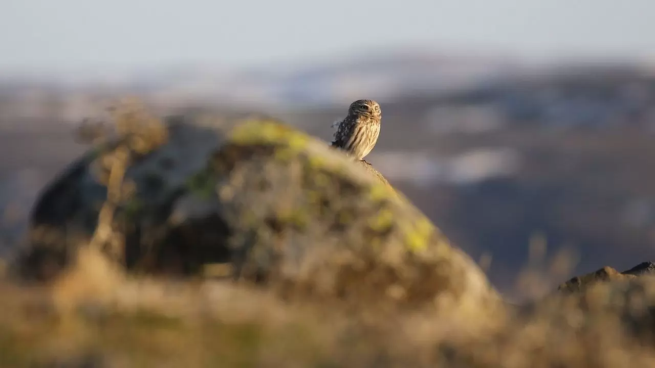 Gece avcısı gündüz ortaya çıktı: Nadir görülen kukumav baykuşu objektiflere yakalandı 4