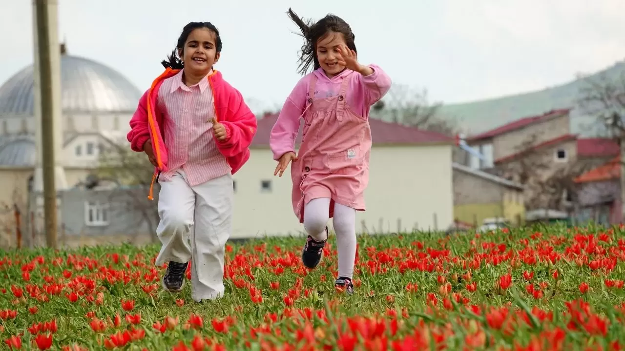 Muş Ovası kızıla boyandı! 'Muş 1071' laleleri açtı, görenler gözlerine inanamadı 3