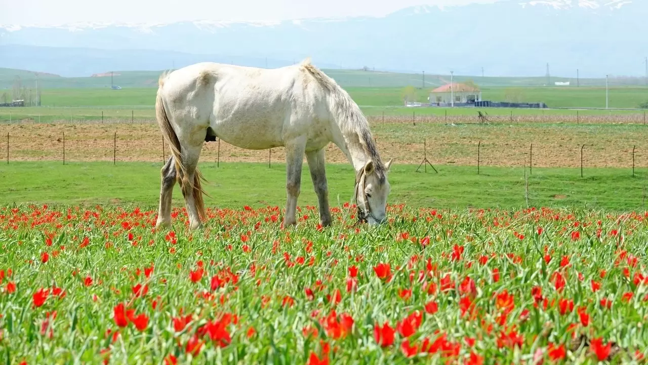 Muş Ovası kızıla boyandı! 'Muş 1071' laleleri açtı, görenler gözlerine inanamadı 2
