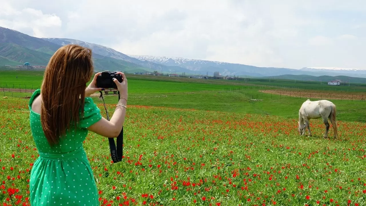 Muş Ovası kızıla boyandı! 'Muş 1071' laleleri açtı, görenler gözlerine inanamadı 6