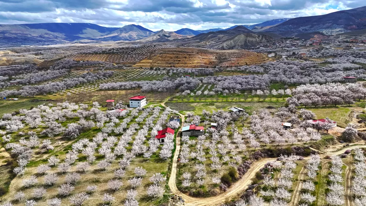 Malatya beyaza büründü: 2 milyon kayısı ağacı aynı anda çiçek açtı! 4
