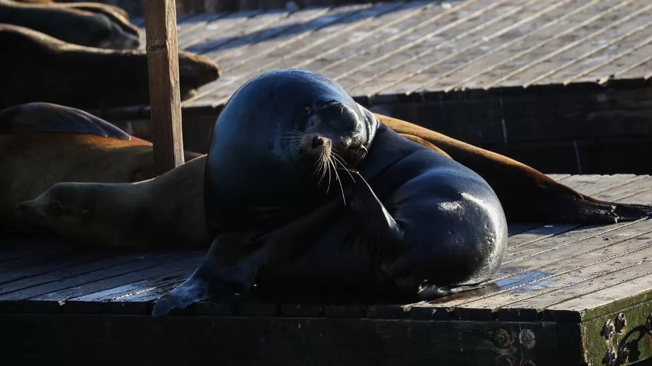 Fisherman’s Wharf’ta Deniz Aslanı yoğunluğu 3