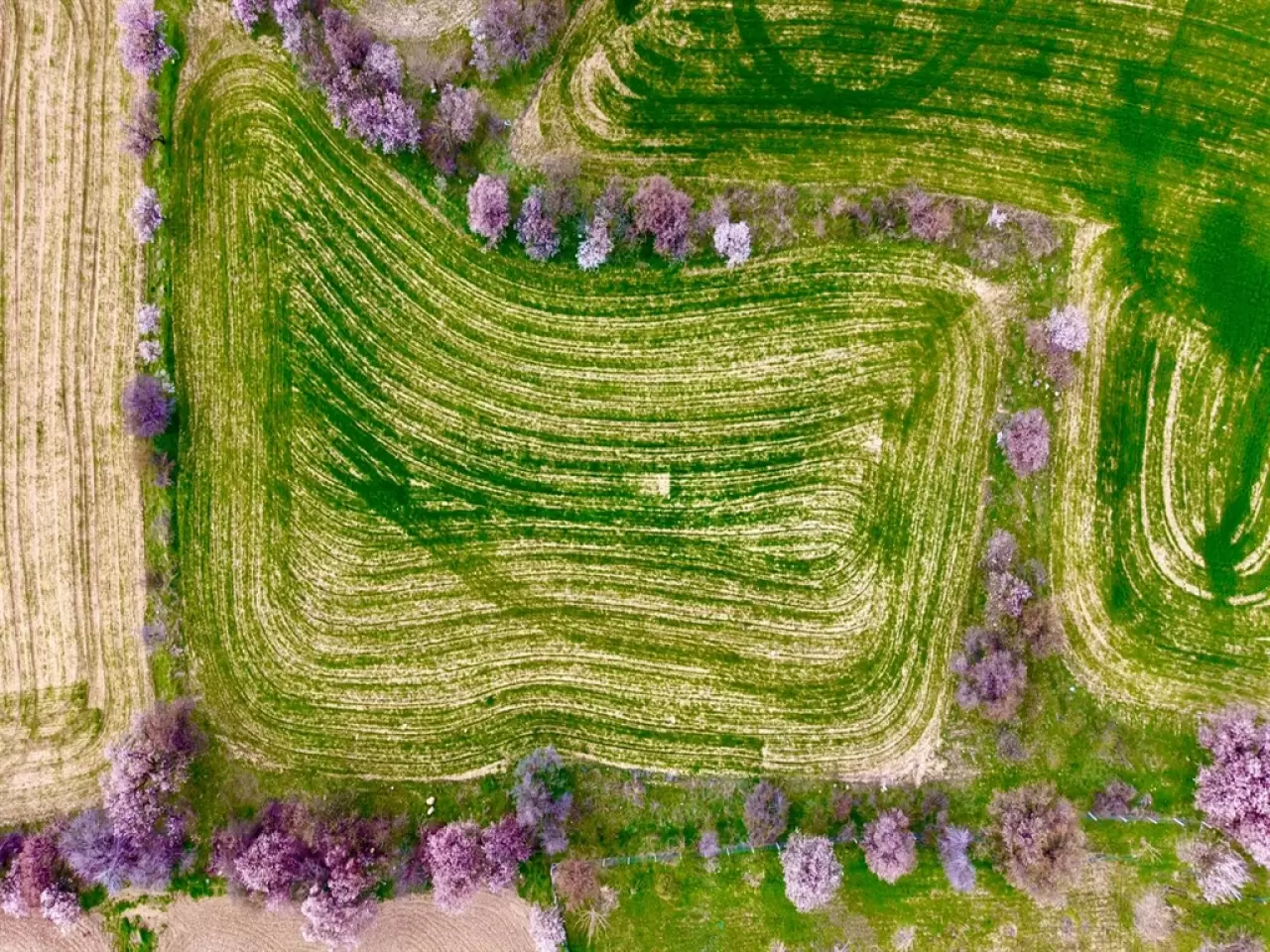 Çiçek açan badem ağaçları dronla görüntülendi 2