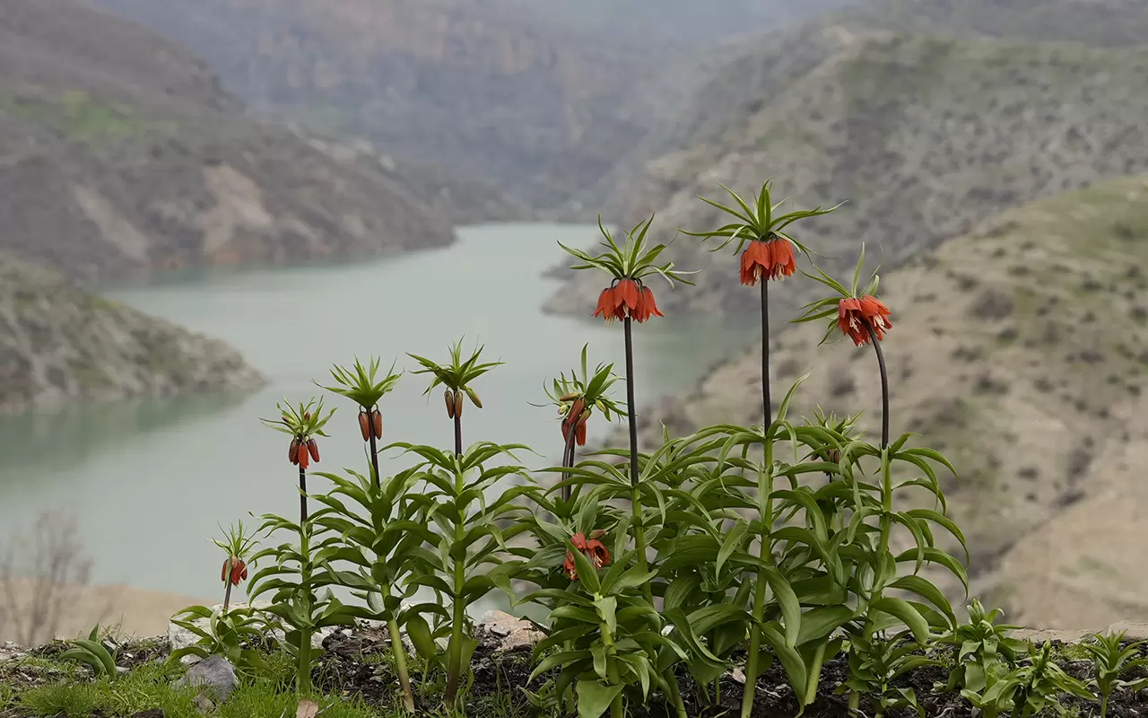 Şırnak'ta 'Ağlayan Gelinler' doğayı güzelleştirdi 5