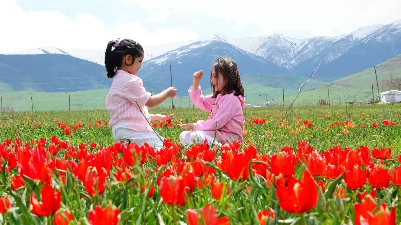 Muş Ovası kızıla boyandı! 'Muş 1071' laleleri açtı, görenler gözlerine inanamadı 8