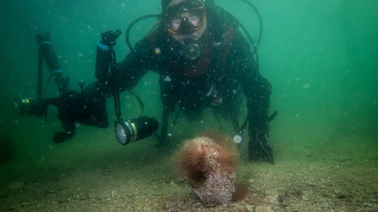 Tuzla sahilinde bilim dünyasını heyecanlandıran keşif! Sanayinin gölgesinde 'mucize' ekosistem 4