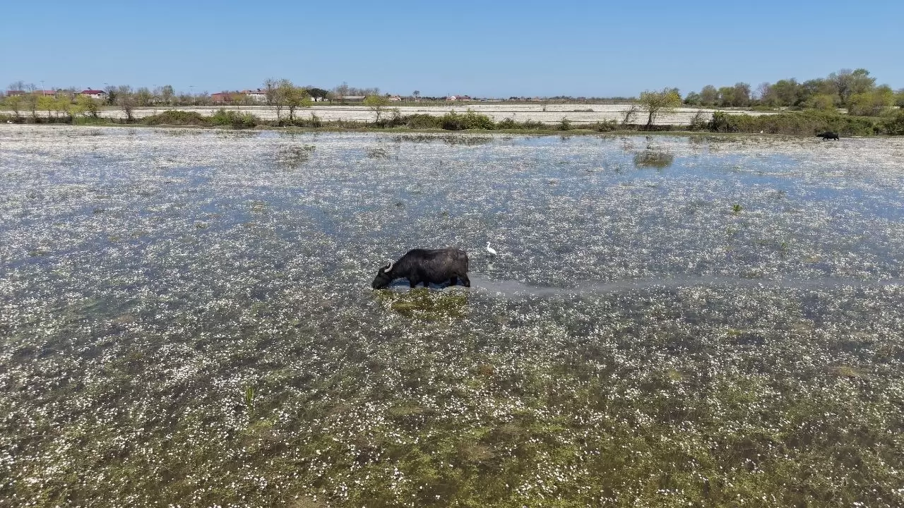 Kızılırmak deltası beyaza büründü: Su papatyalarının sadece bir ay ömrü var! 5