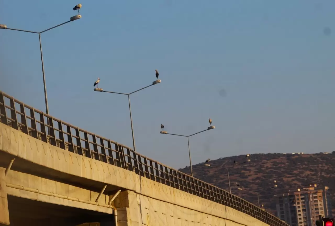 Kuşadası’na 40 yıl sonra leylekler geldi 3