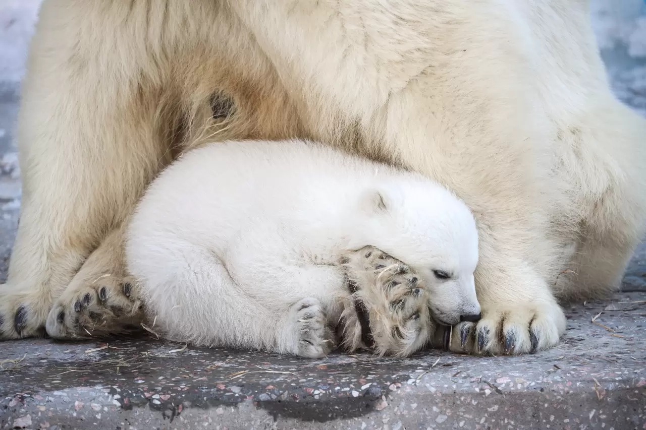Kutup ayısı yavrusu dünyaya geldi 4
