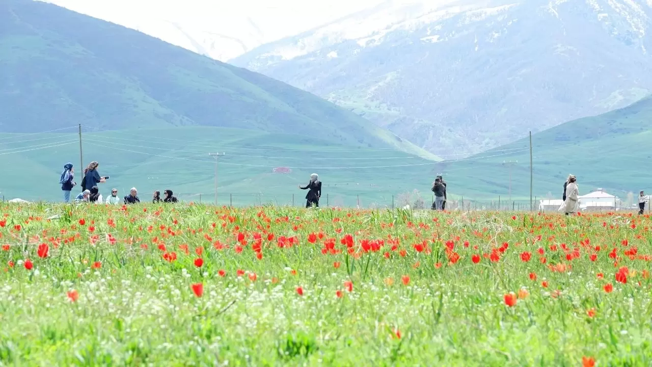 Muş Ovası kızıla boyandı! 'Muş 1071' laleleri açtı, görenler gözlerine inanamadı 1