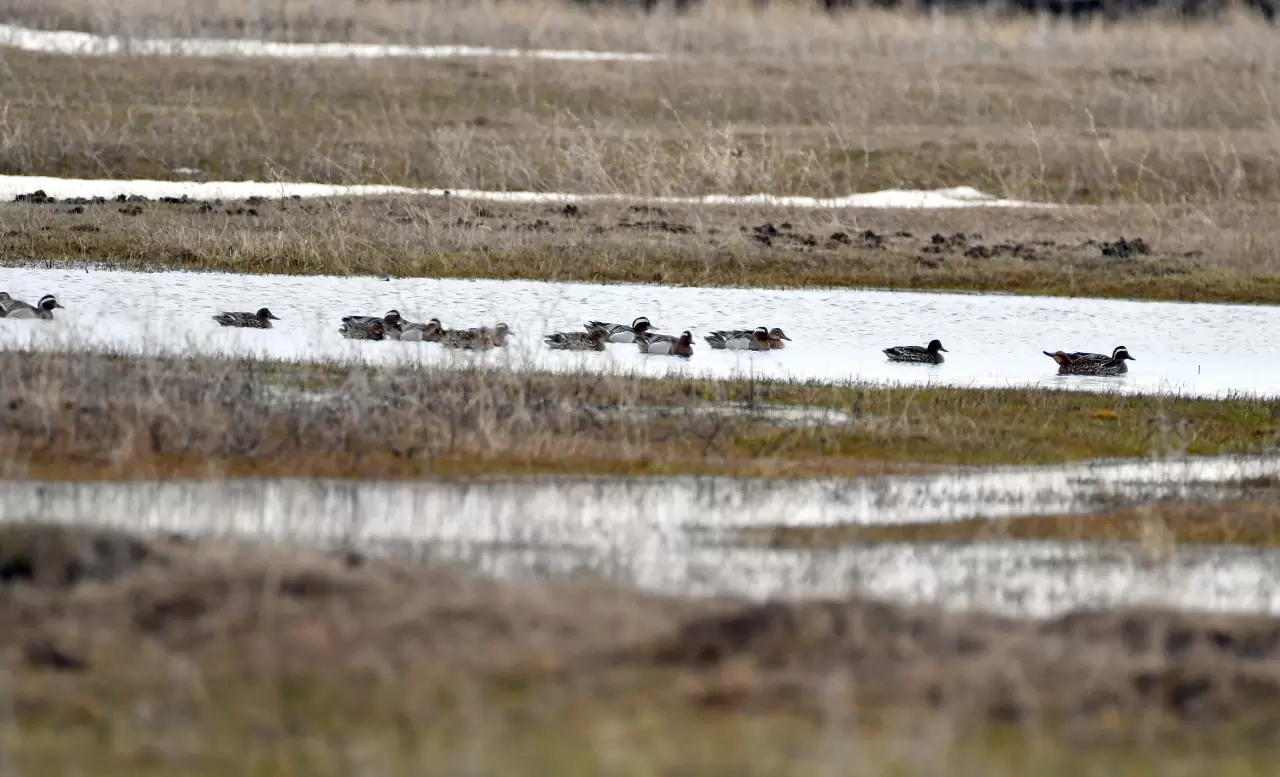 Sarıkamış’ta görsel şölen: Karlar eridi, göçmen kuşlar geri döndü 2