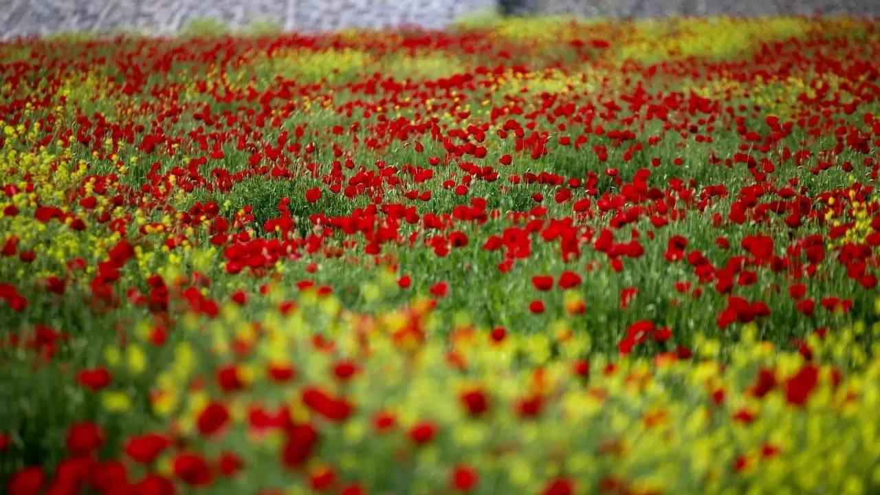 Görenler hayran kalıyor: Gelincik tarlalarında bahar mesaisi başladı! 2