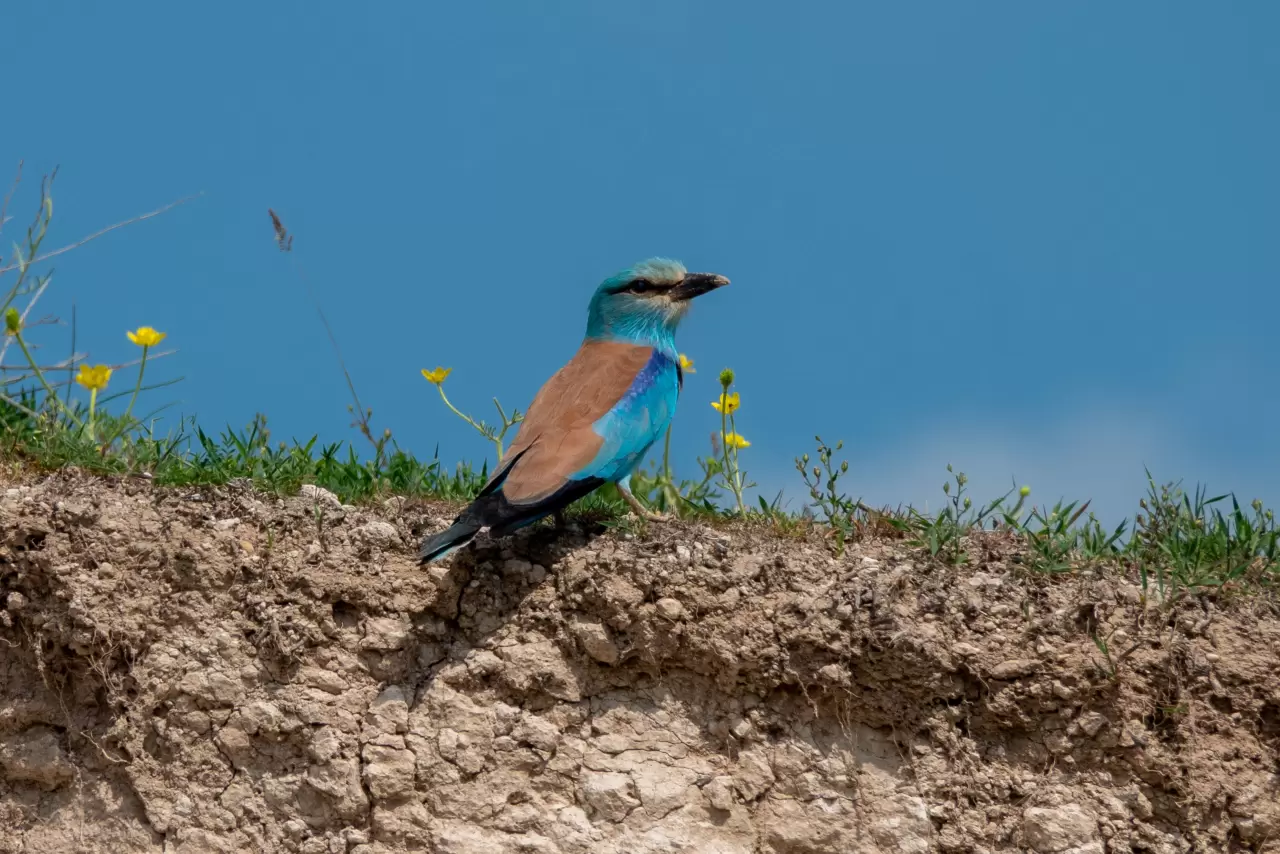 Masallar diyarından kopup gelmiş gibi! Gökkuzgunu Adıyaman'da görüntülendi 5