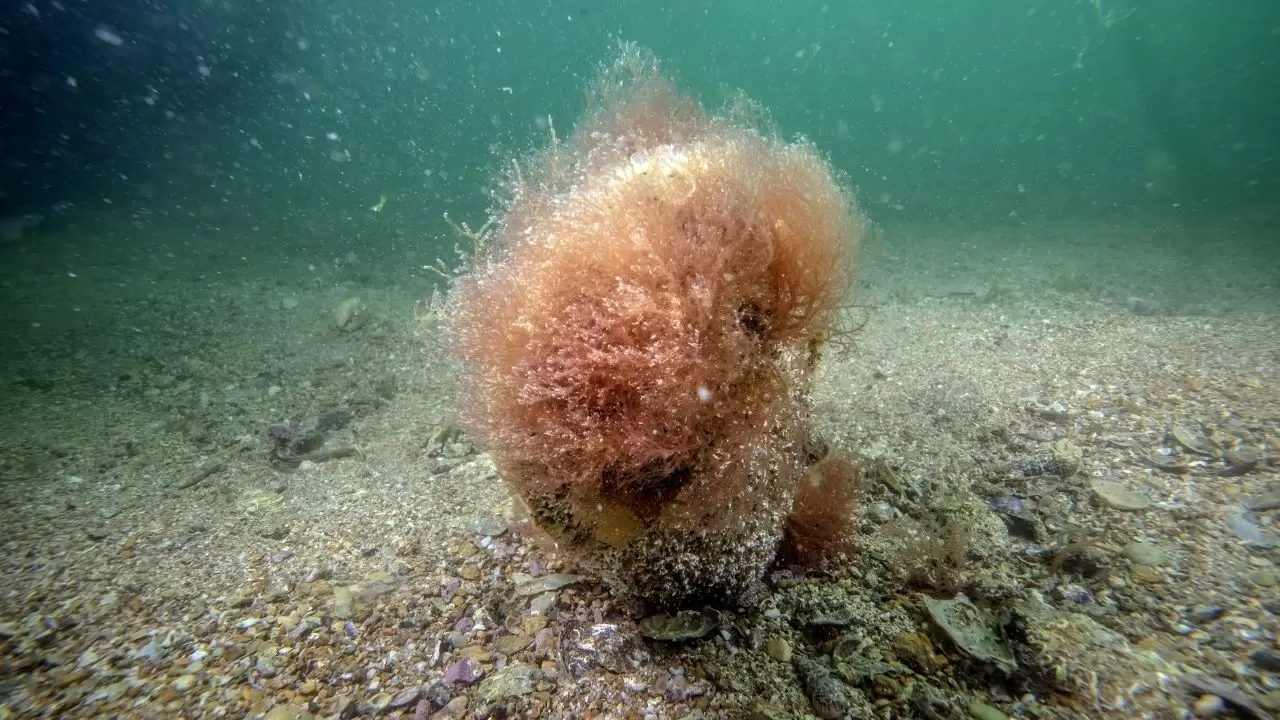 Tuzla sahilinde bilim dünyasını heyecanlandıran keşif! Sanayinin gölgesinde 'mucize' ekosistem 6