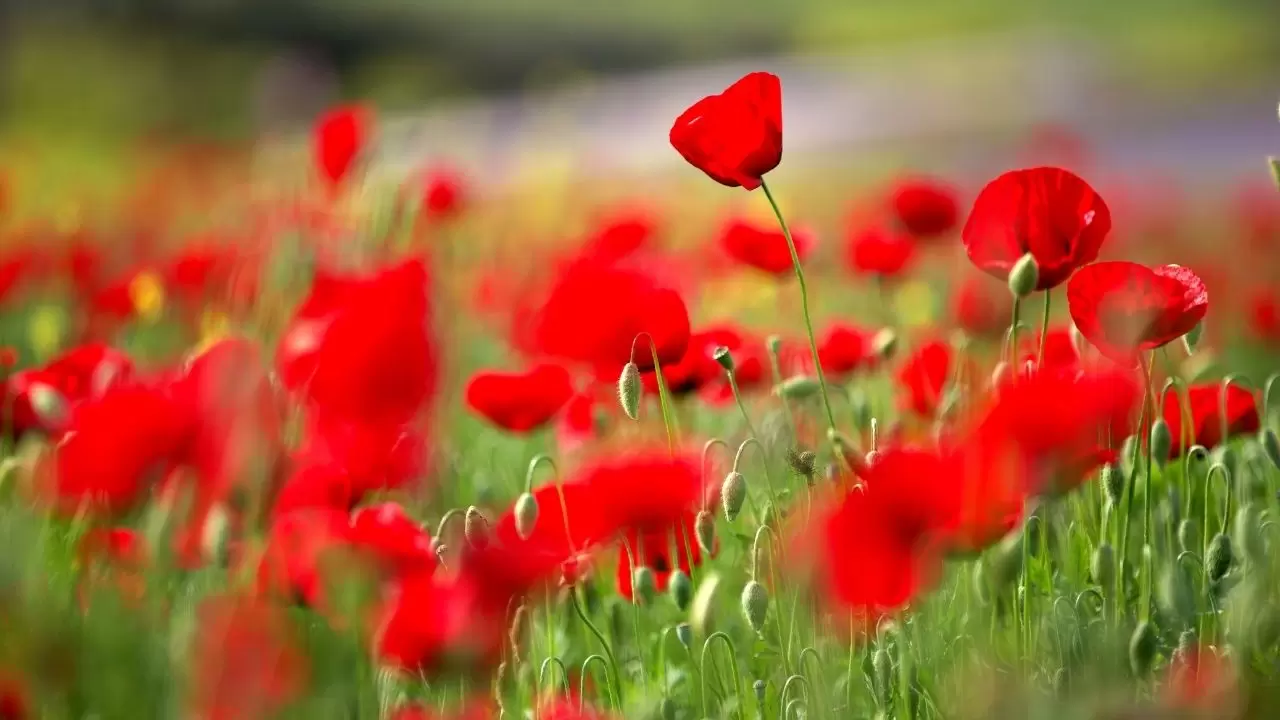 Görenler hayran kalıyor: Gelincik tarlalarında bahar mesaisi başladı! 4