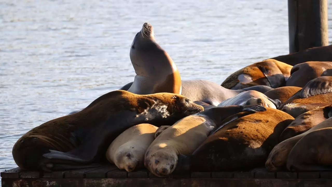 Fisherman’s Wharf’ta Deniz Aslanı yoğunluğu 7