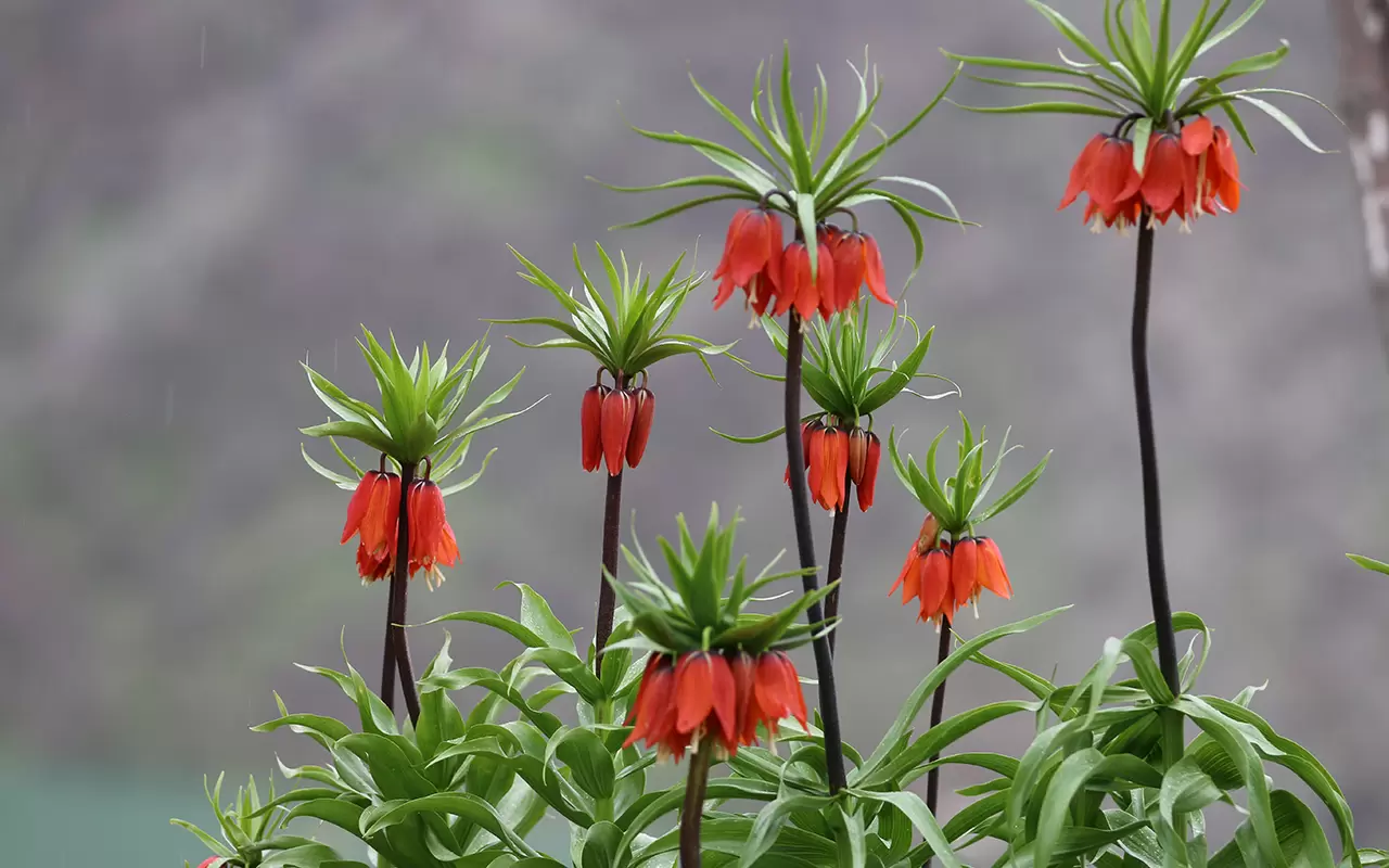 Şırnak'ta 'Ağlayan Gelinler' doğayı güzelleştirdi 3