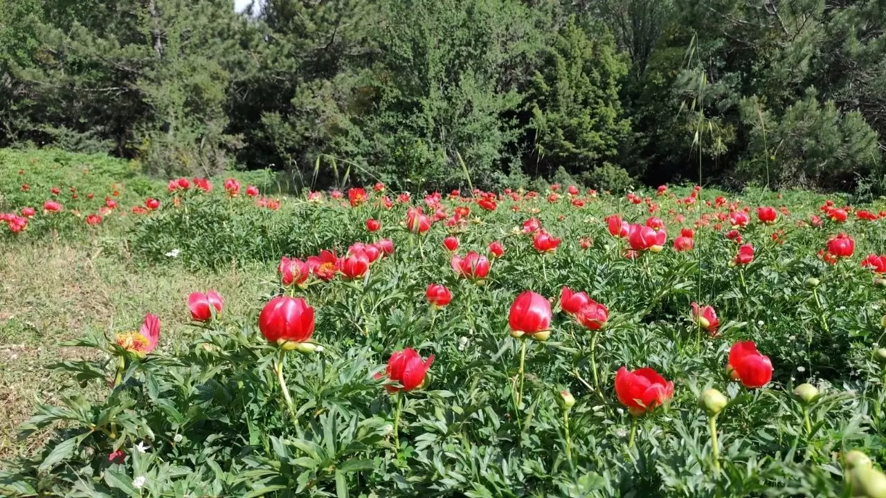 Spil Dağı'nda şakayıklar çiçek açtı 1
