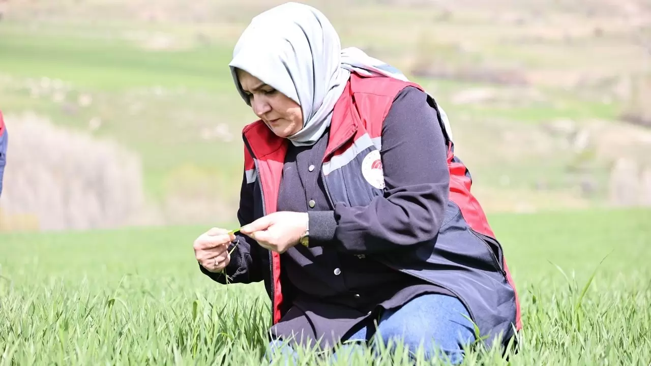 Verim yüzde 50 düşebilir, hemen tarlaya gidin! 5