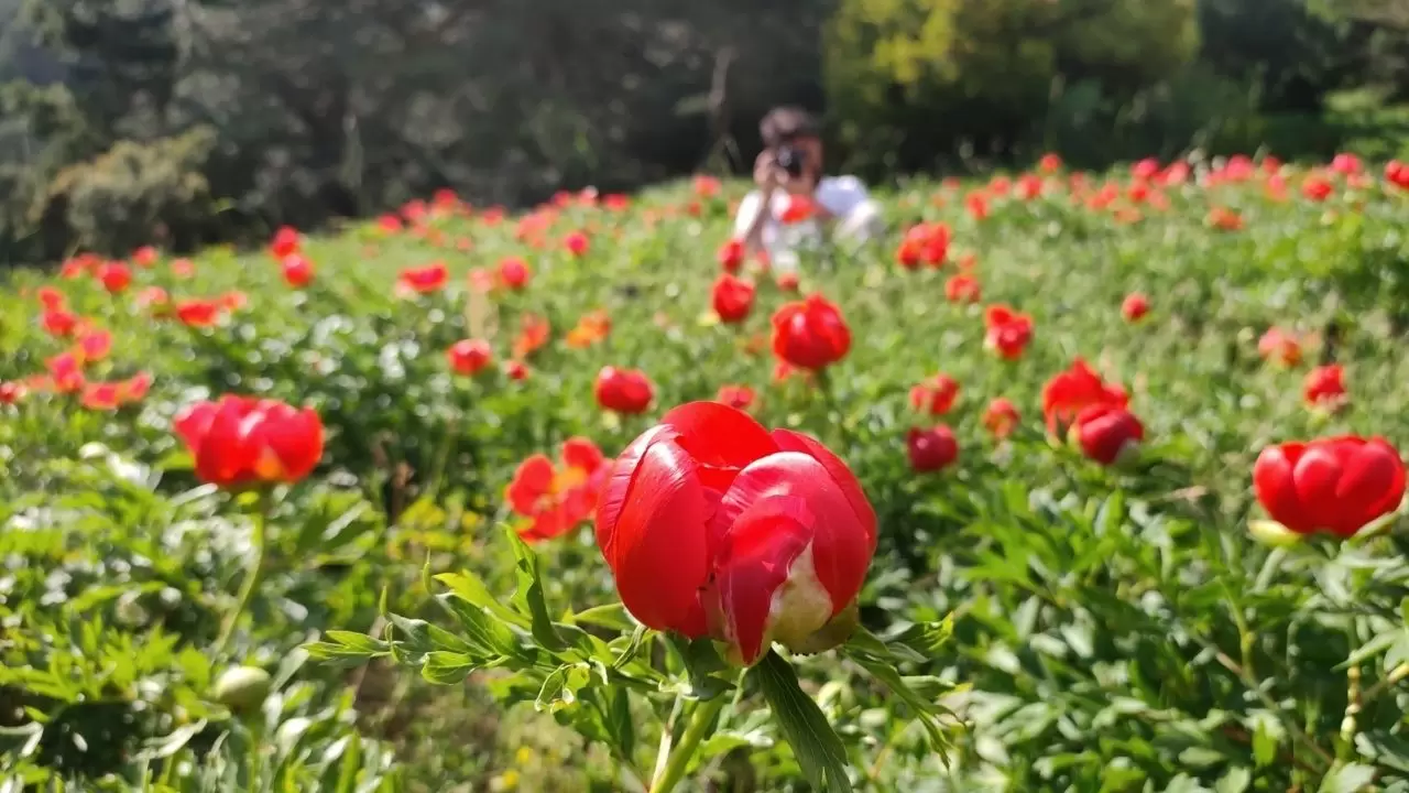 Spil Dağı'nda şakayıklar çiçek açtı 5