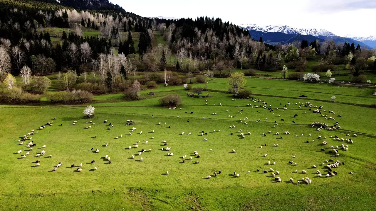 Karadeniz’in saklı cennetinde ilkbahar büyüsü! 5