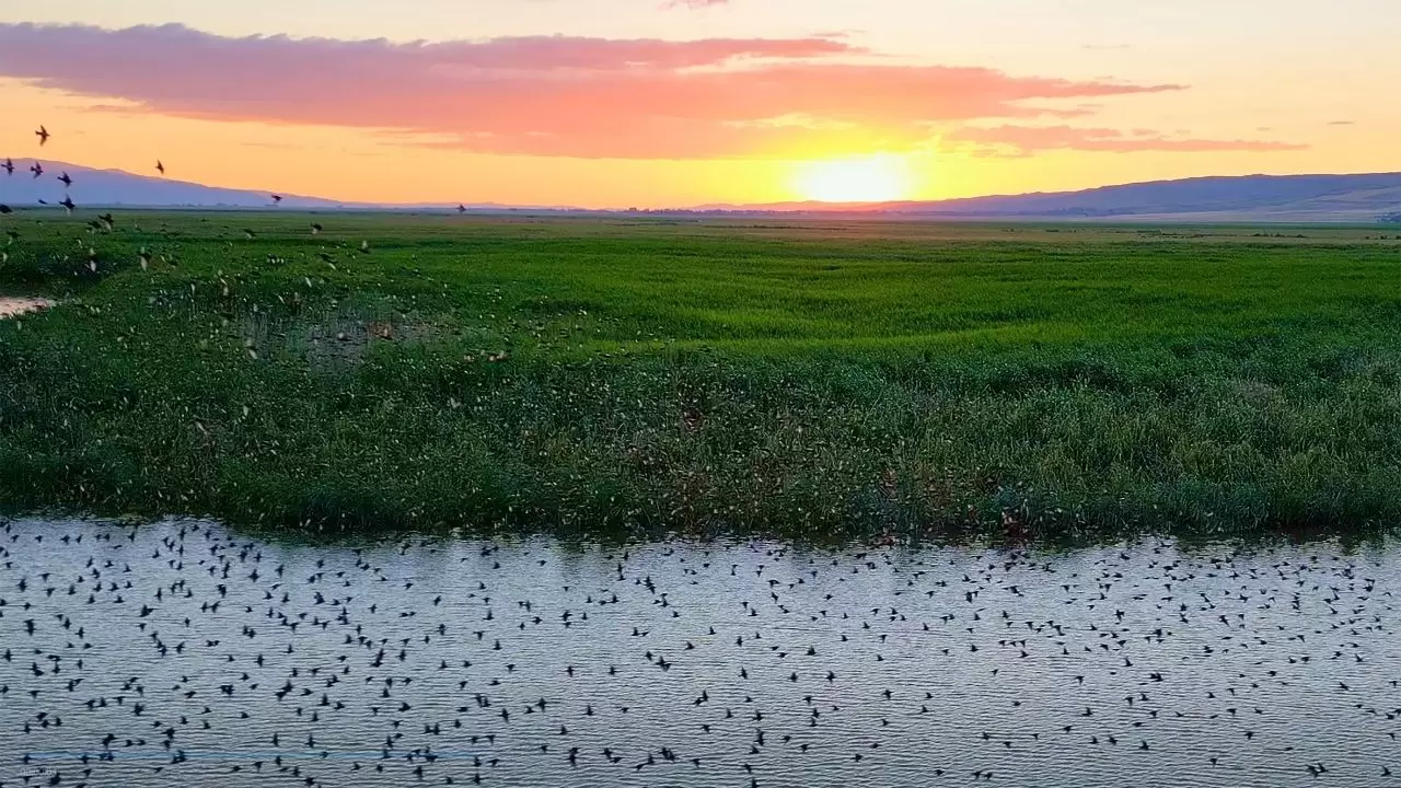 Doğa belgeselini aratmayan görüntüler! Binlerce kuş aynı anda havalandı 5