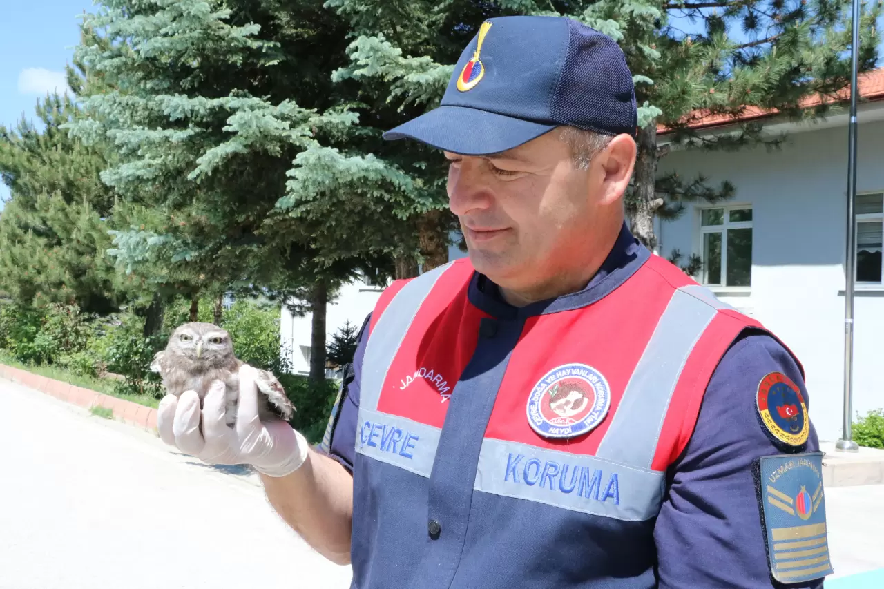 Yozgat’ta yürek ısıtan anlar: Cezaevi çatısından düşen baykuş kurtarıldı 3