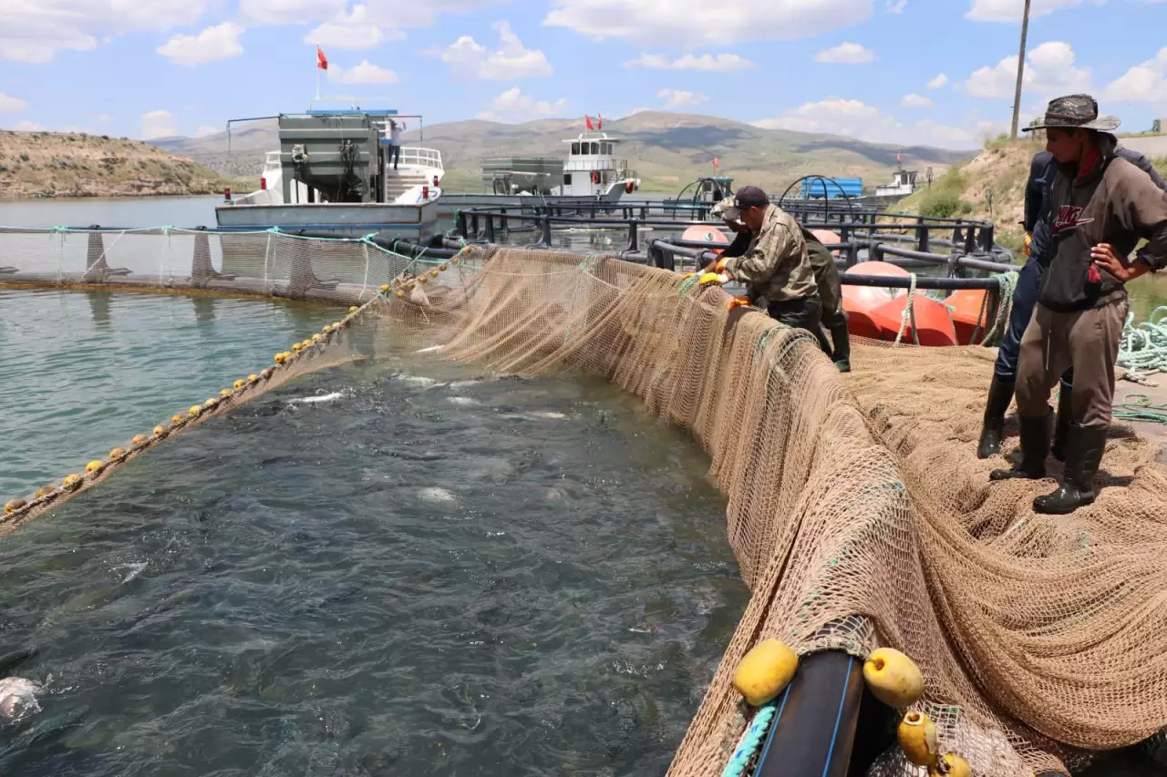 Denizi olmayan Kayseri'den dünya sofralarına: Türk somonu ihracat rekoru kırıyor! 5
