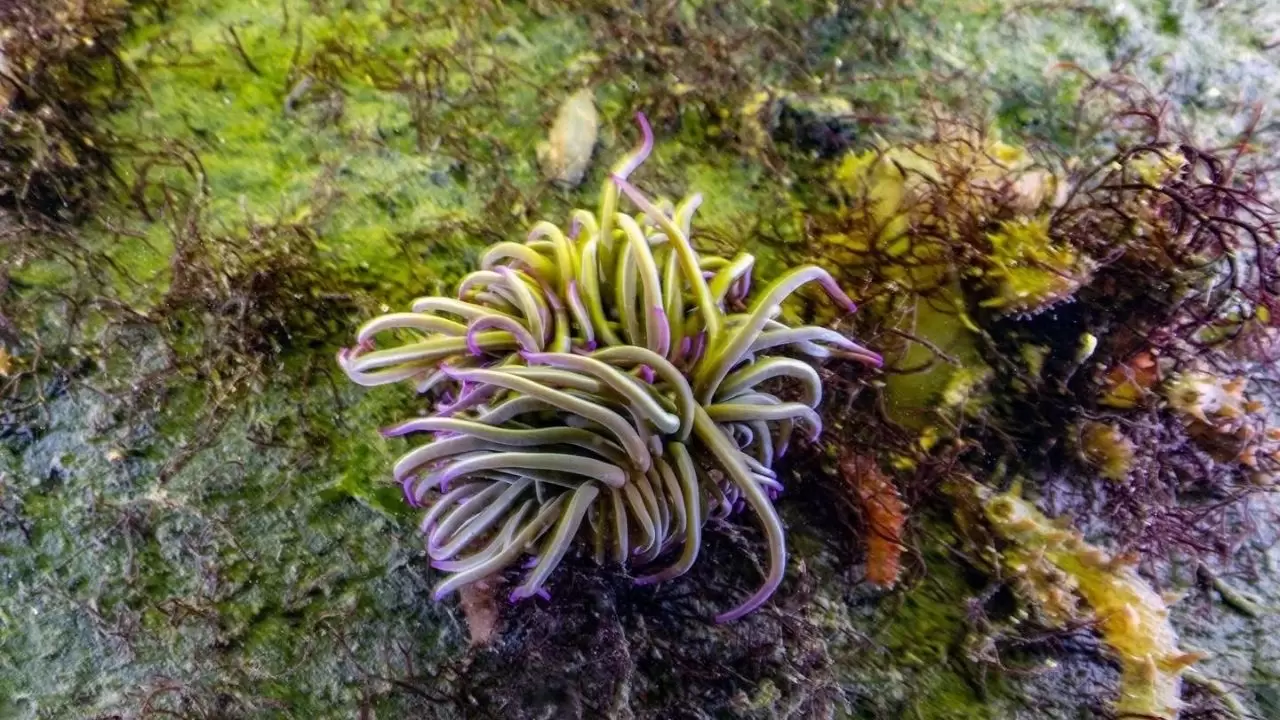 Dip çamuru temizliği sonrası deniz canlıları geri döndü! 4