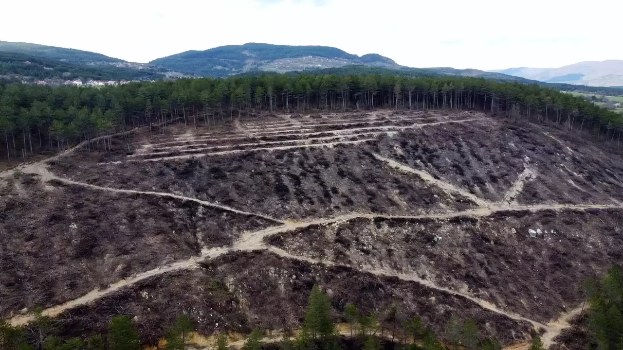 Yangın kül etmişti! İşte Bolu'daki ormanın son hali 5