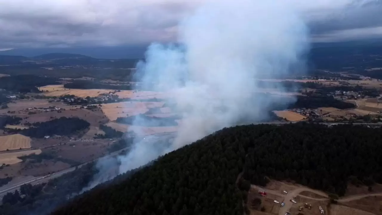 Yangın kül etmişti! İşte Bolu'daki ormanın son hali 2
