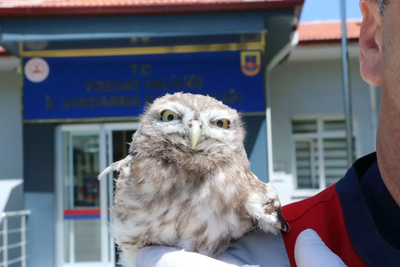Yozgat’ta yürek ısıtan anlar: Cezaevi çatısından düşen baykuş kurtarıldı 5