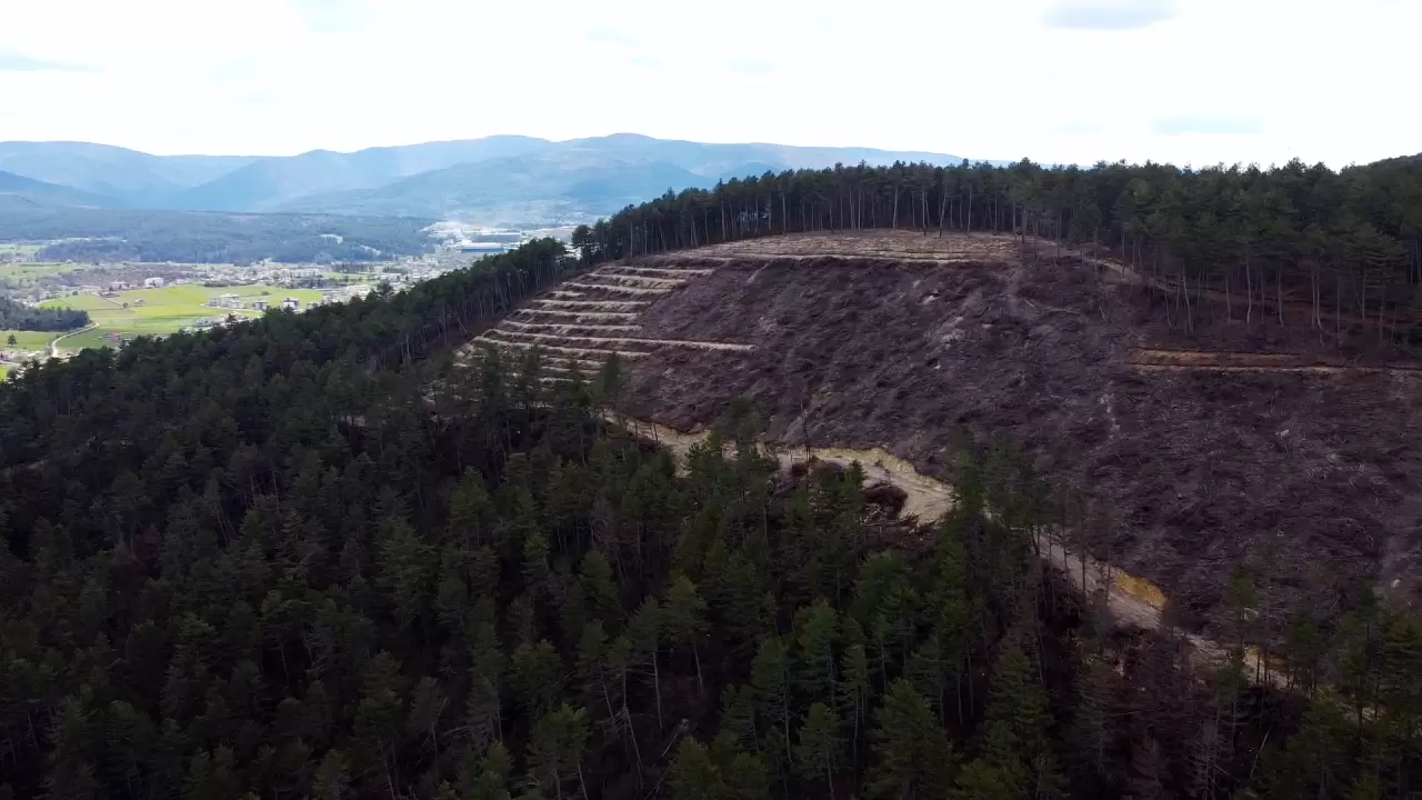 Yangın kül etmişti! İşte Bolu'daki ormanın son hali 4
