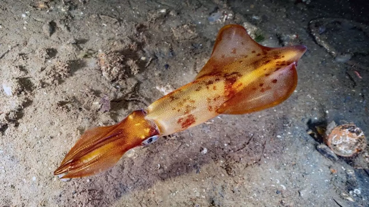 Dip çamuru temizliği sonrası deniz canlıları geri döndü! 6