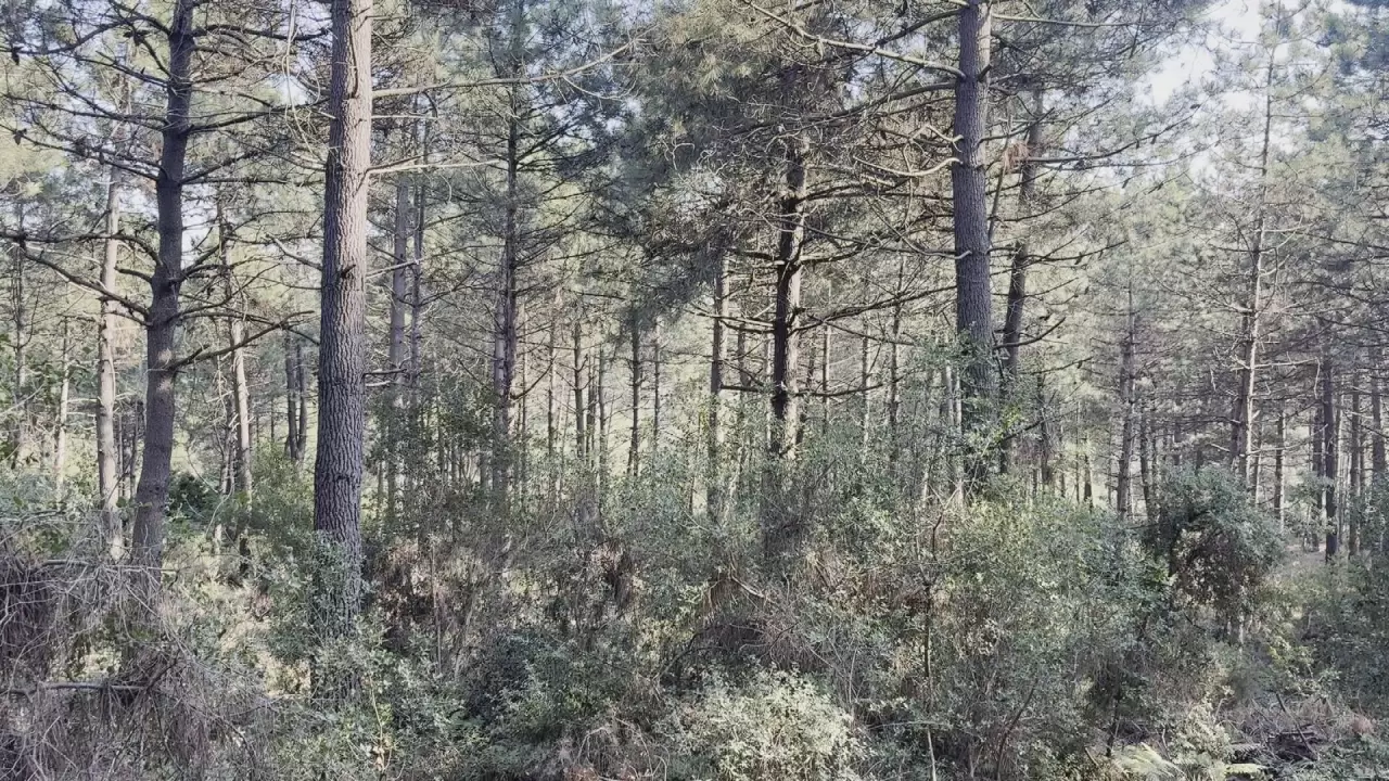 Kağıthane'deki vahşette kan donduran itiraf 12