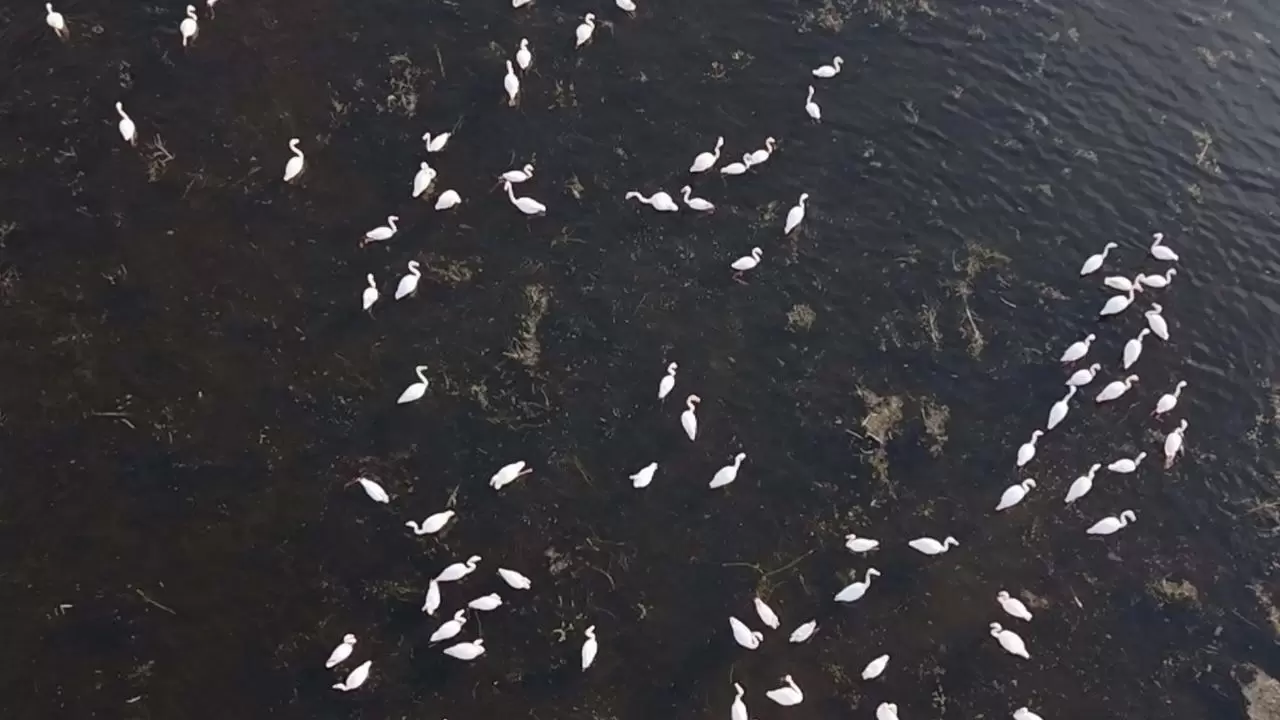Marmara Gölü suyla yeniden hayat buldu! 3