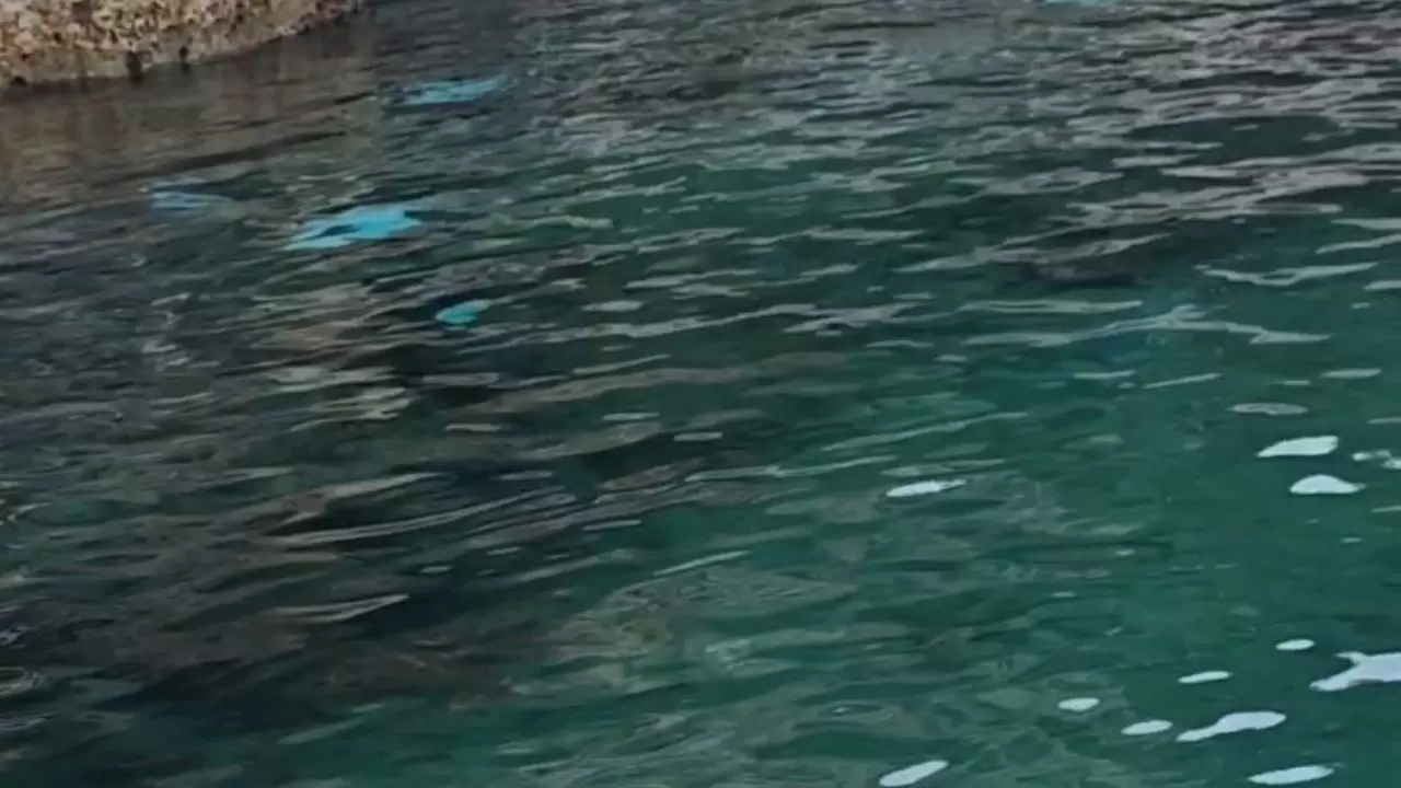 Antalya falezlerinde korkutan manzara: Onlarca ölü vatoz balığı kıyıya vurdu! 5