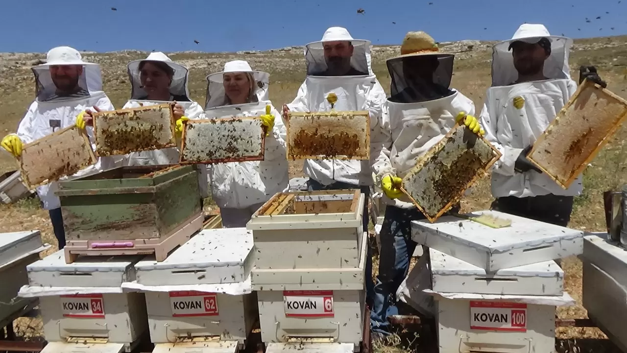 Mersin'de hasadı başladı! Bu yıl hem kalitesi arttı hem de verimi 3