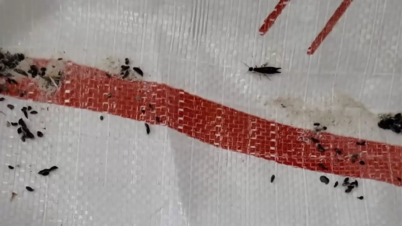 Hatay’da fırında mide bulandıran görüntü! 1