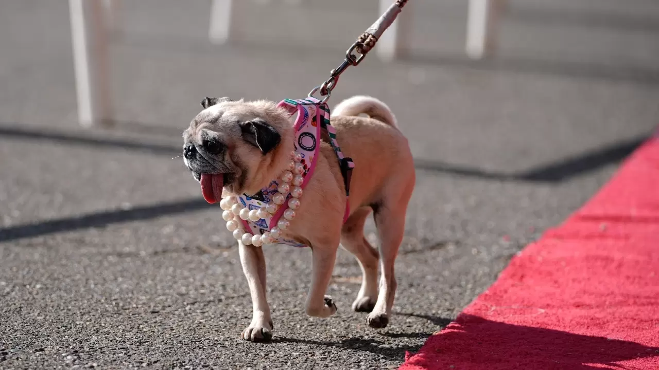 Dünyanın en çirkin köpeği seçildi 4
