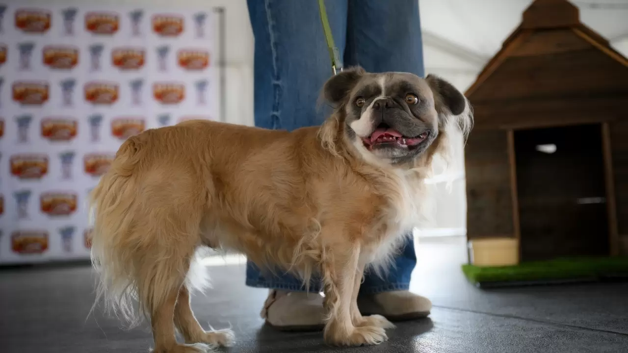 Dünyanın en çirkin köpeği seçildi 3