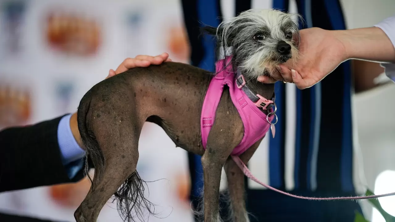 Dünyanın en çirkin köpeği seçildi 8