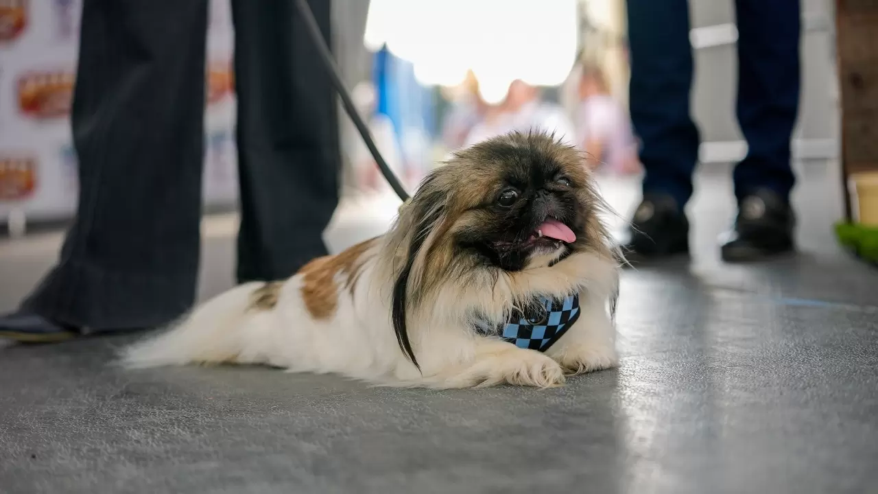 Dünyanın en çirkin köpeği seçildi 5