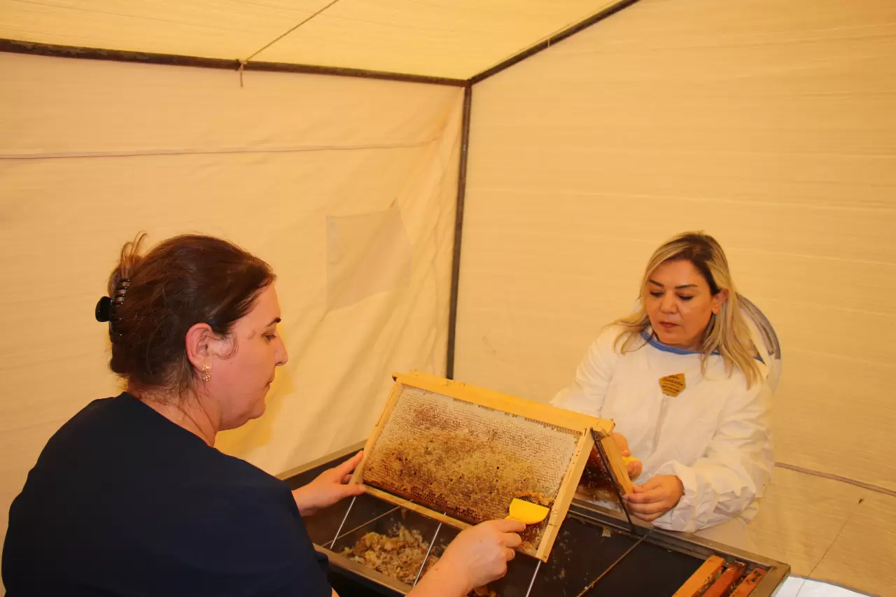 Mersin'de hasadı başladı! Bu yıl hem kalitesi arttı hem de verimi 6