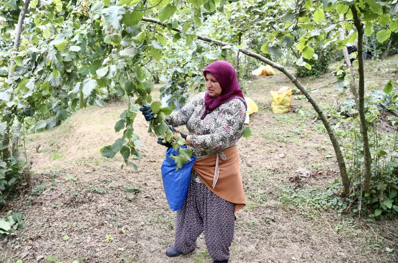 Giresun'da zorlu fındık mesaisi başladı! Bahçeye girenler aynı şeyi söyledi 1
