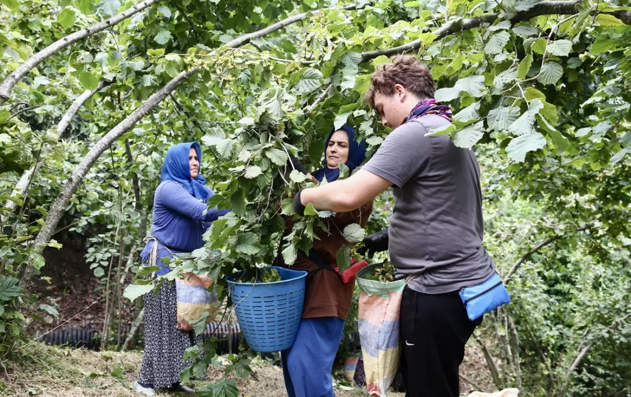 Giresun'da zorlu fındık mesaisi başladı! Bahçeye girenler aynı şeyi söyledi 6